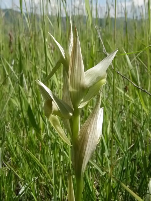 Serapias vomeracea (apocromia totale)